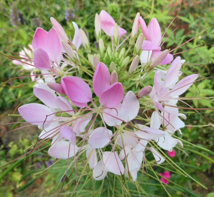 Cleome.jpg