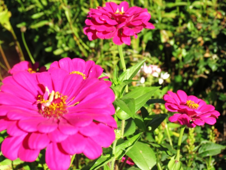 Zinnas.jpg